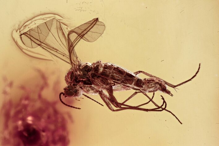 Detailed Fossil Fungus Gnat (Mycetophilidae) In Baltic Amber #357837